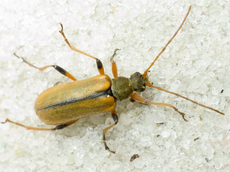 Cortodera humeralis (Schaller, 1783)